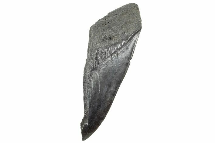 Partial Fossil Megalodon Tooth - South Carolina #320708